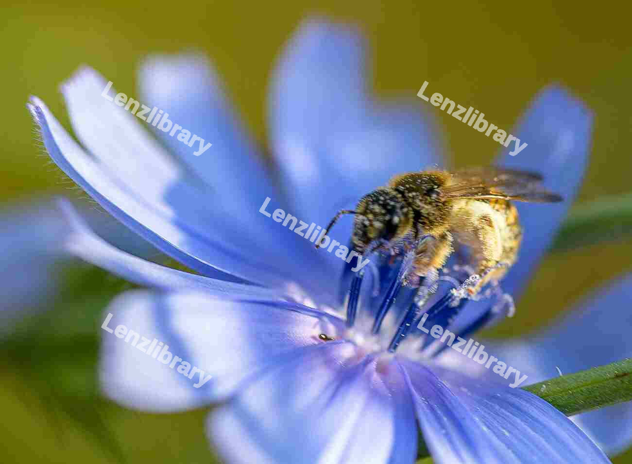 Honey Bee on Chicory Flower